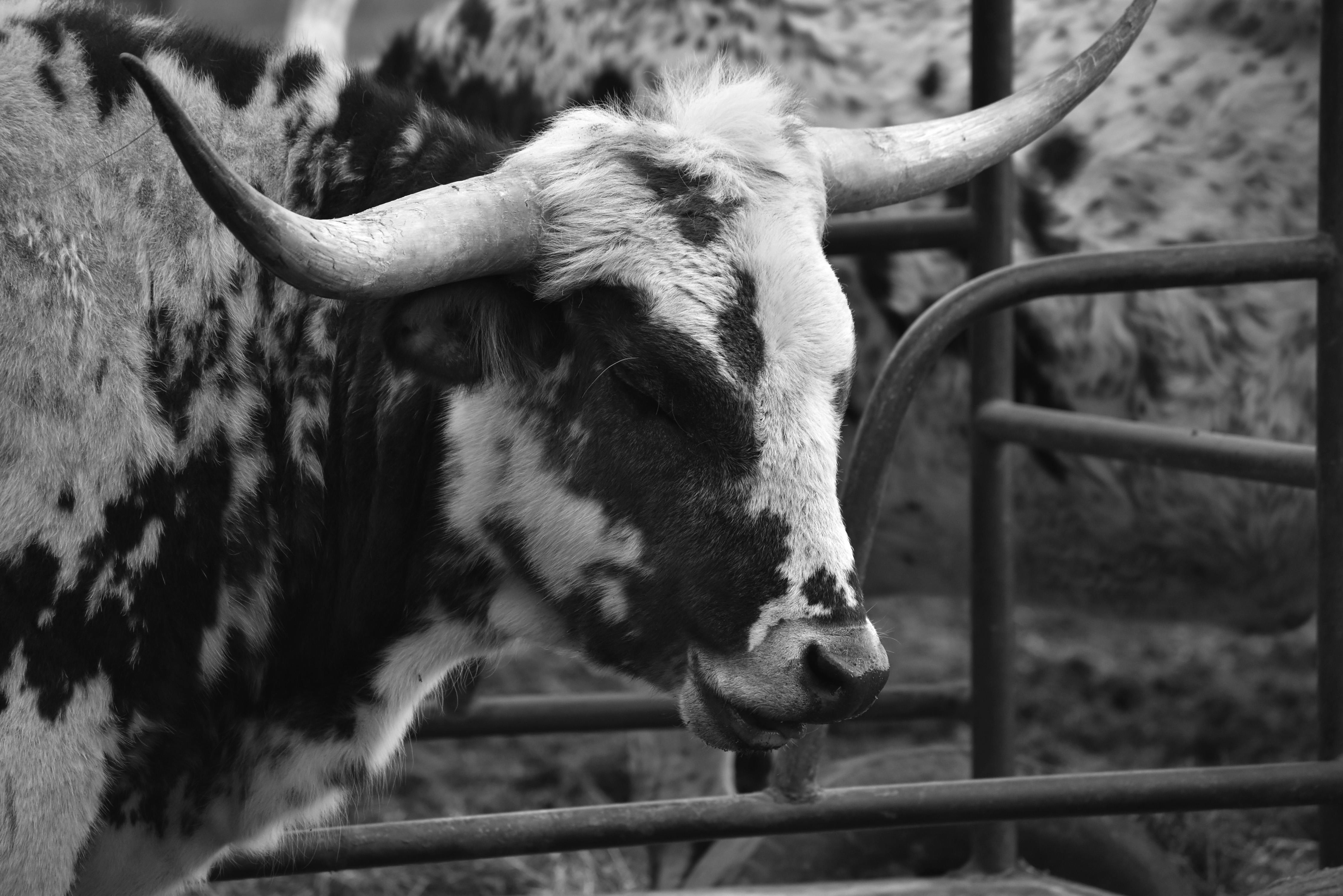 Gratuit Photos gratuites de agriculture, animal à cornes, animal de compagnie Photos