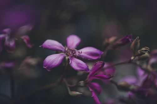 Free A close-up view of purple flowers with blurred background, displaying natural beauty. Stock Photo
