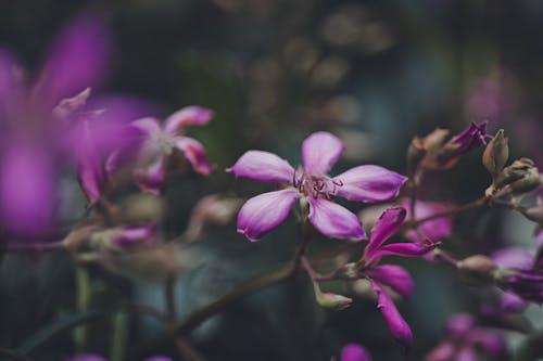 A close up of some purple flowers in a dark room