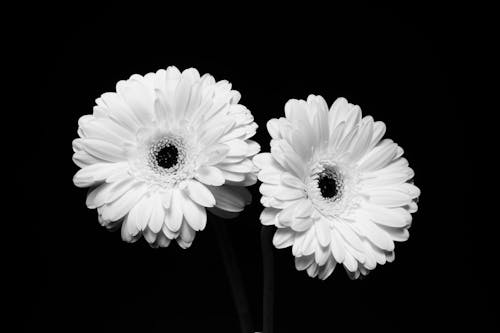 Two white daisies in a black and white photo