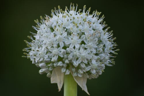 Základová fotografie zdarma na téma allium, bílá květina, bílé květy