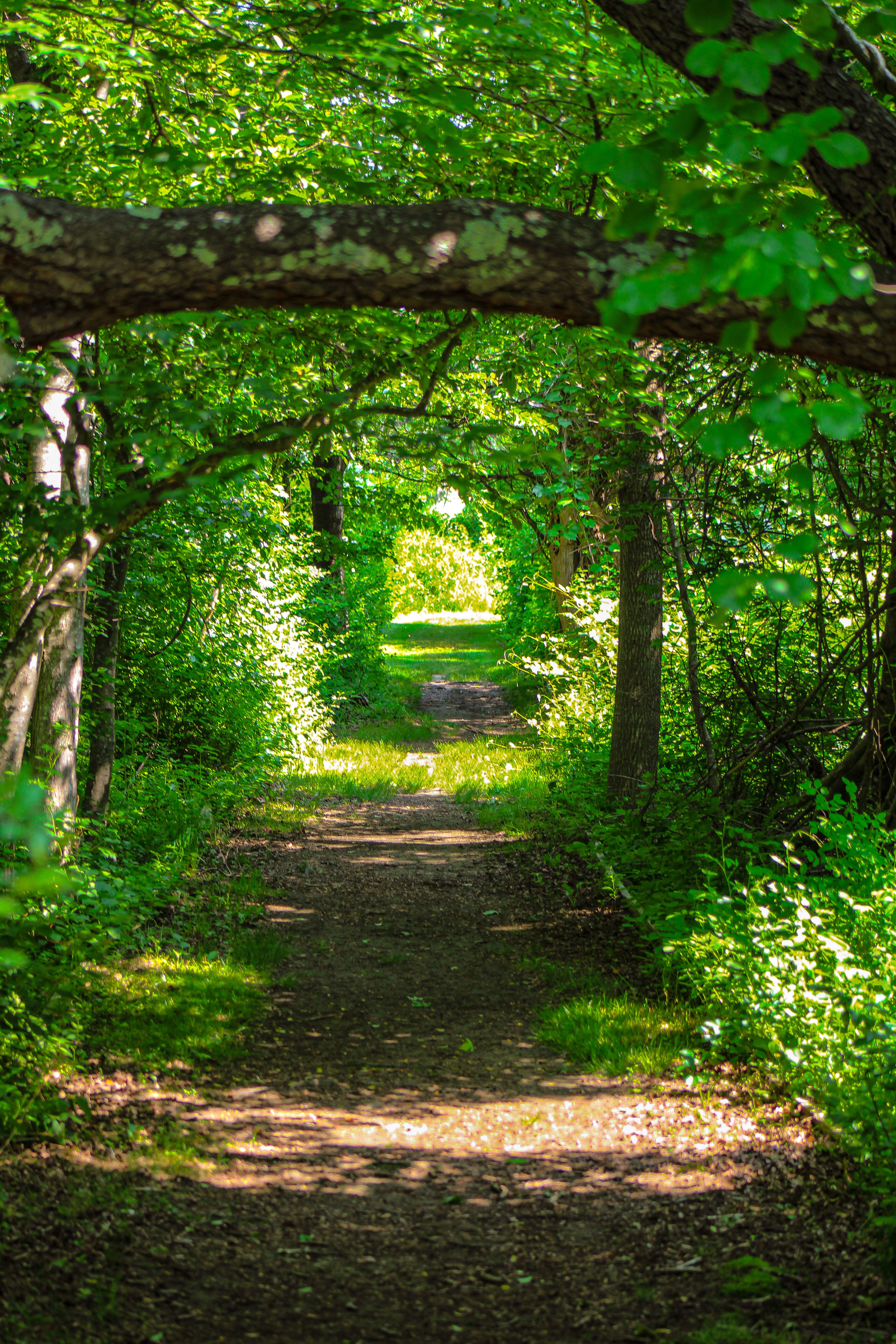 Footpath in a Forest · Free Stock Photo