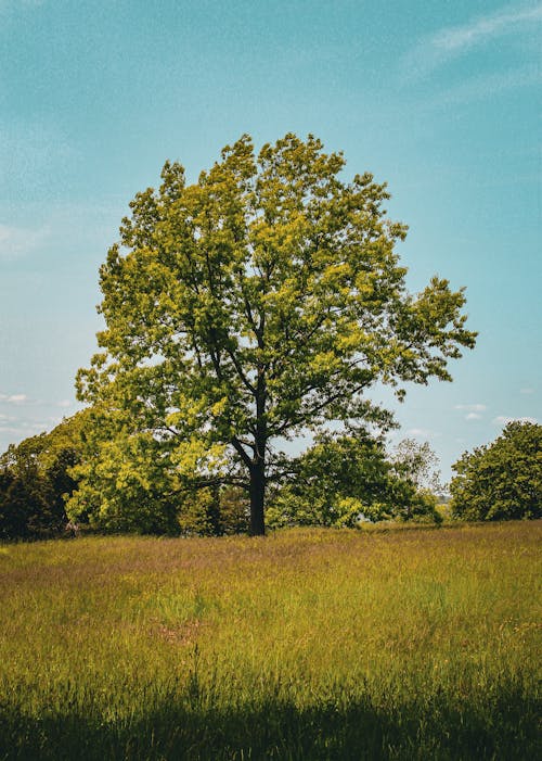 Základová fotografie zdarma na téma čisté nebe, flóra, hřiště