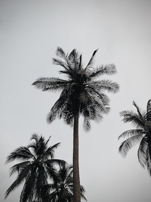 Gratis arkivbilde med gråskala, himmel, palmetrær