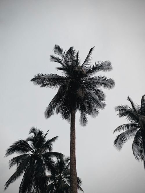 Free Black and white image of palm trees silhouetted against a cloudy tropical sky. Stock Photo