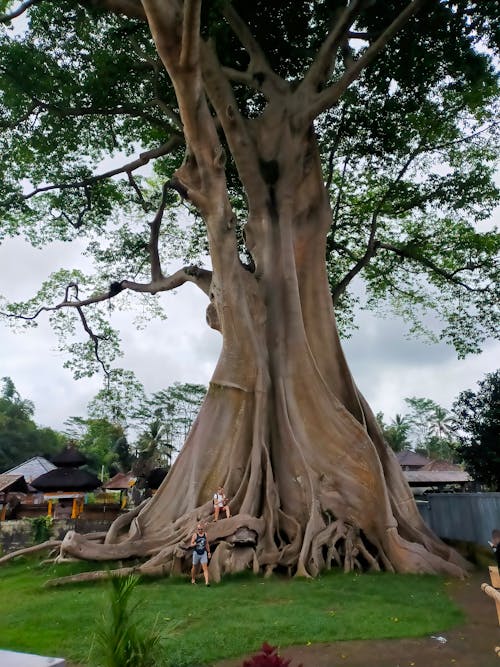 Immagine gratuita di bali, grande albero, indonesia