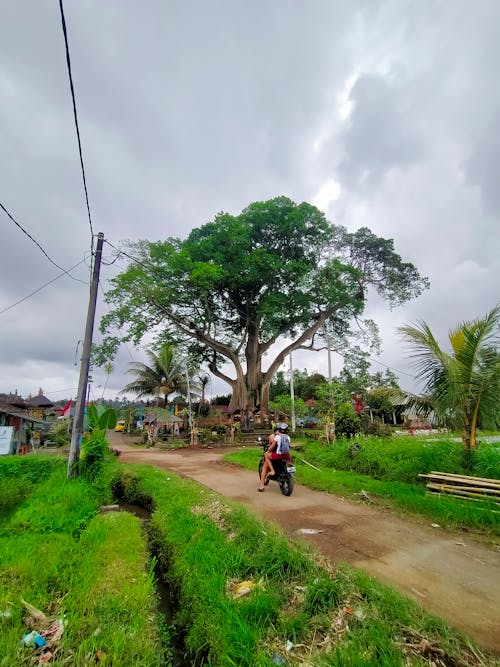 Immagine gratuita di bali, grande albero, indonesia
