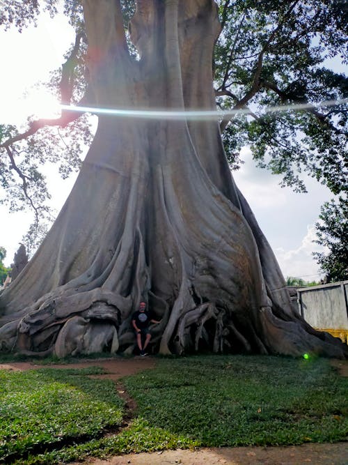 Gratis lagerfoto af Bali, Indonesien, stort træ