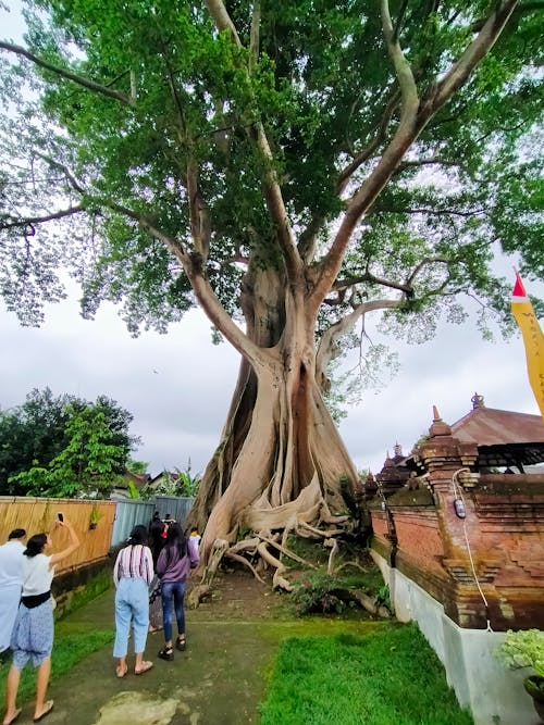 Immagine gratuita di bali, grande albero, indonesia