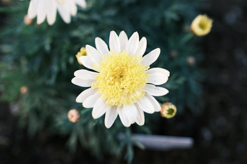 A close up of a white and yellow flower