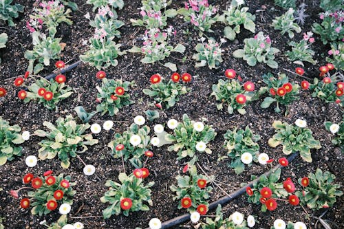 Darmowe zdjęcie z galerii z kwiaty, ogród, rolnictwo
