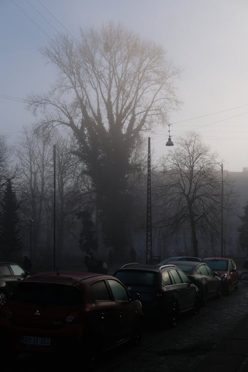 Imagine de stoc gratuită din abandonat, arbore, autoturisme