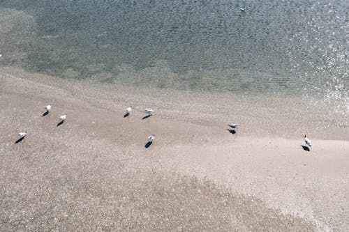 Fotos de stock gratuitas de animales, arena, aves