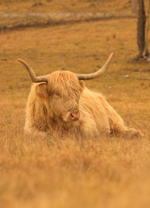 A highland cow with long horns laying in the grass