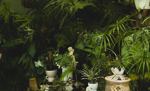 Gratis lagerfoto af botanisk have, dekorationer, eksotisk