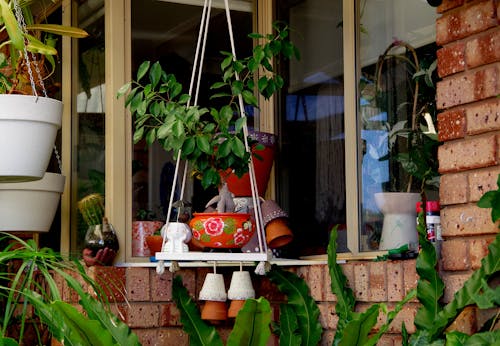 Ingyenes stockfotó ablakok, cserepes növények, dekoráció témában