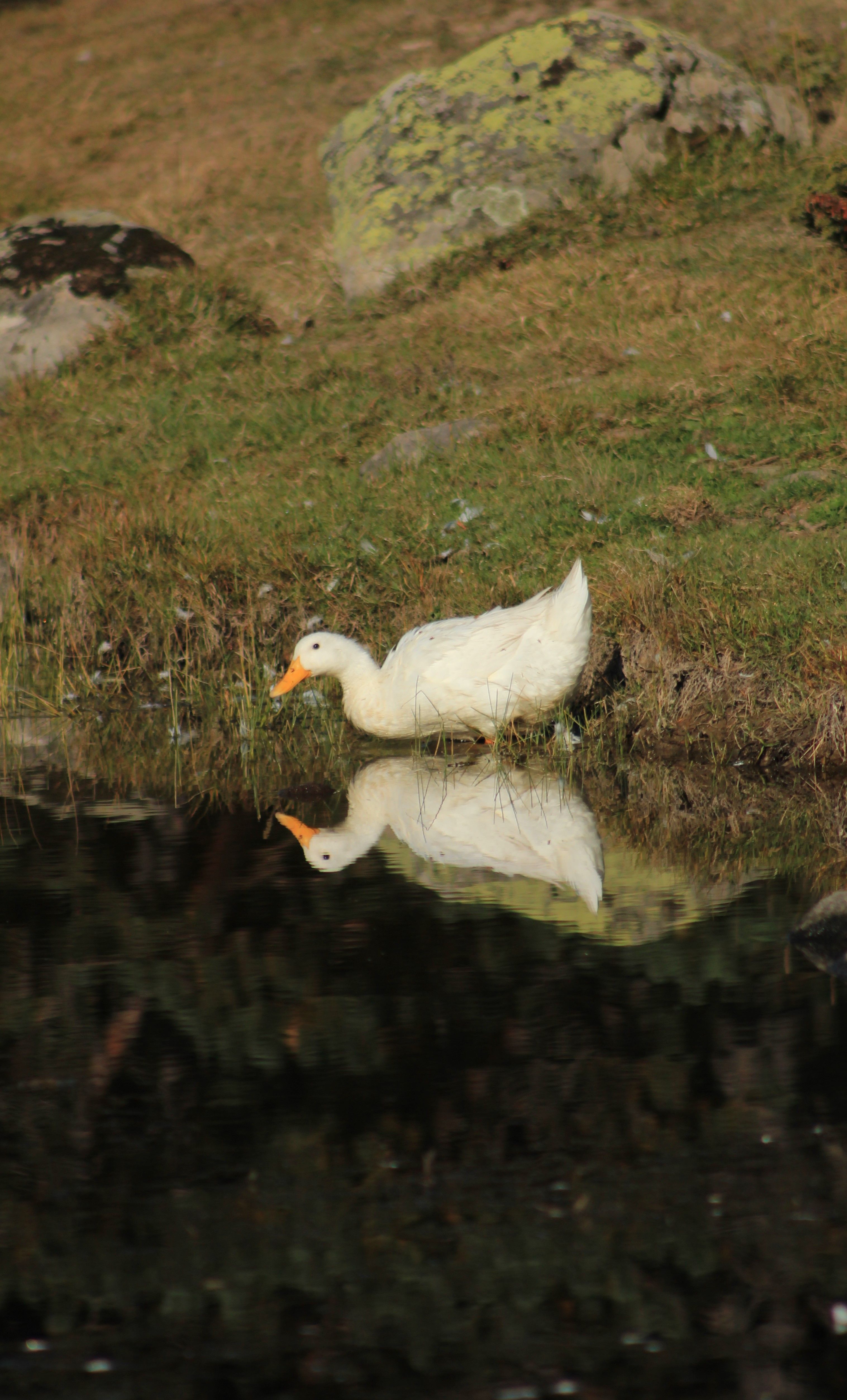 A white duck and its reflection on a calm lakeshore, showcasing peaceful wildlife.