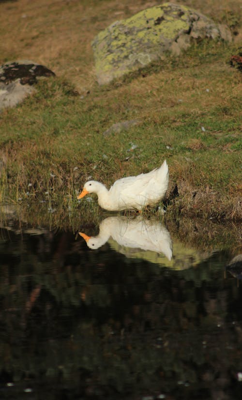 A duck is standing in the water next to a rock