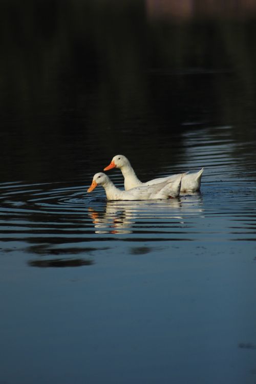 Free Two white geese gracefully swim on a tranquil lake with soft reflections. Stock Photo