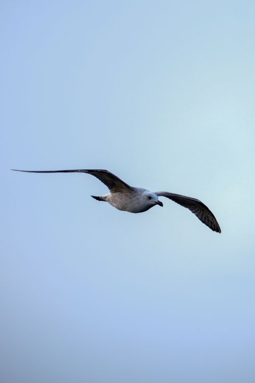 Free Elegant seagull gracefully flies through a serene sky, showcasing wildlife beauty. Stock Photo