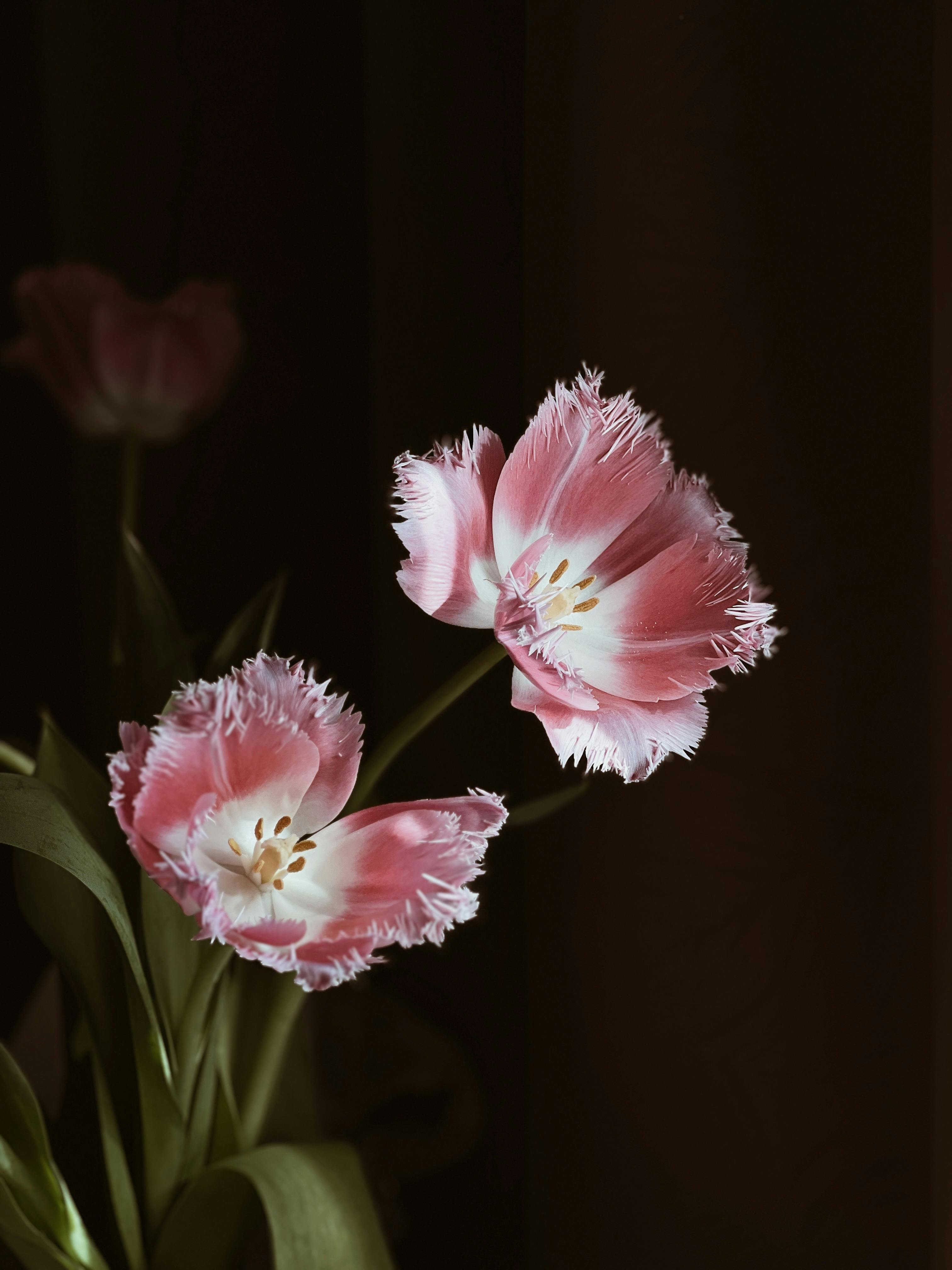 Close-up of pink fringed tulips with delicate petals, showcasing nature's elegance in soft lighting.