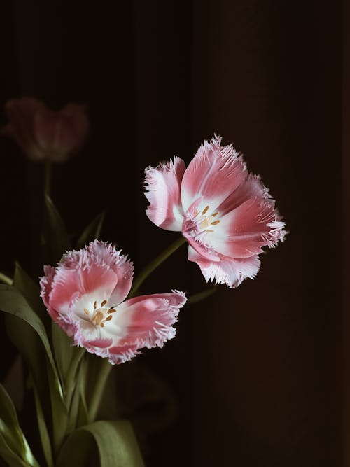Pink Terry Tulips Flowers
