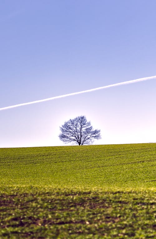 A lone tree in a field with a plane flying over it