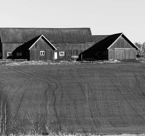 Black and white photograph of two barns in a field