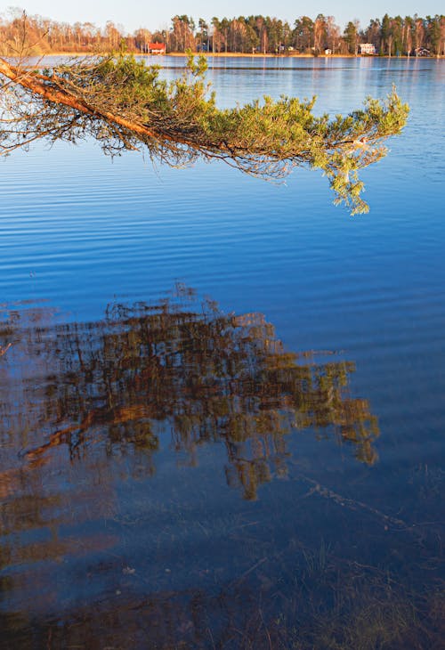 A pine tree is reflected in the water
