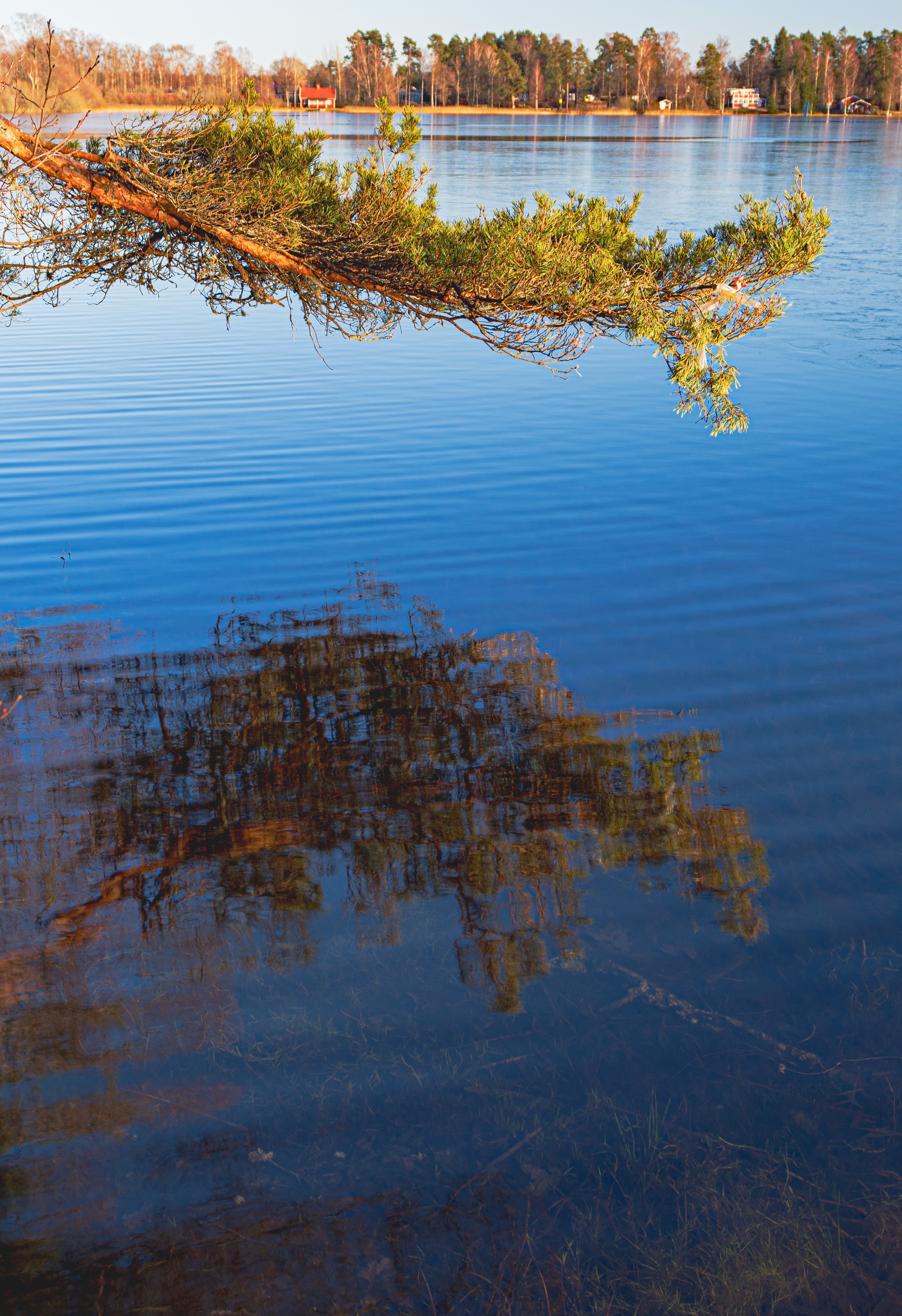 Reflection of a Shrub in a Lake · Free Stock Photo