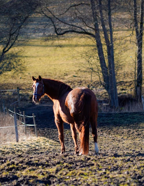 Základová fotografie zdarma na téma hnědá, hřiště, kůň