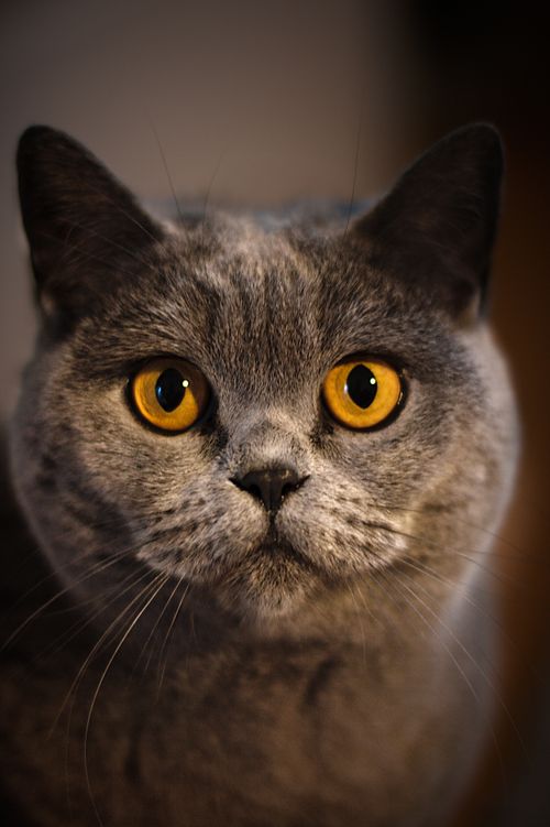 Free Cute British Shorthair cat portrait with striking yellow eyes and gray fur. Stock Photo