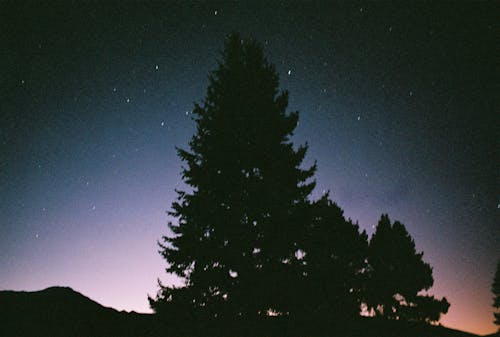 나무, 맑은 하늘, 밤의 무료 스톡 사진