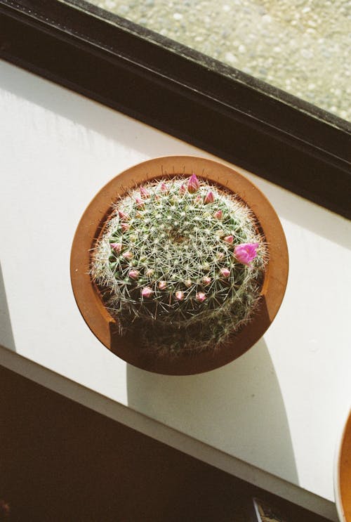 A cactus sits in a pot on a window sill