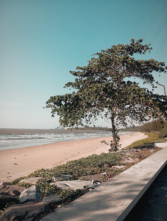 A tree on the beach next to the ocean
