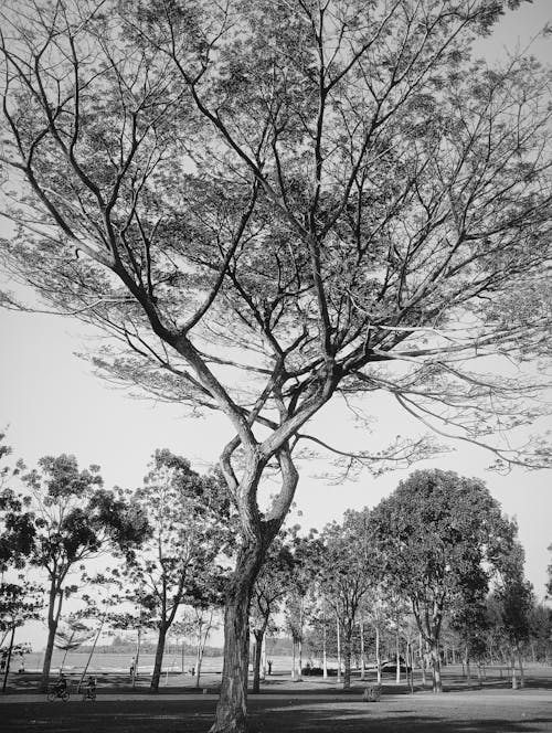 Imagine de stoc gratuită din alb-negru, arbori, câmp