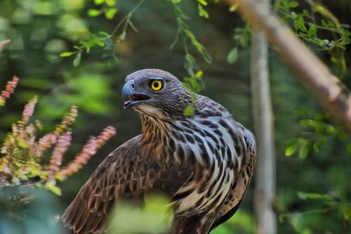 Free Detailed shot of a Crested Hawk-Eagle perched in a lush forest setting in Maharashtra, India. Stock Photo