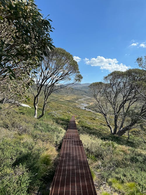 A wooden walkway leading to a grassy area with trees