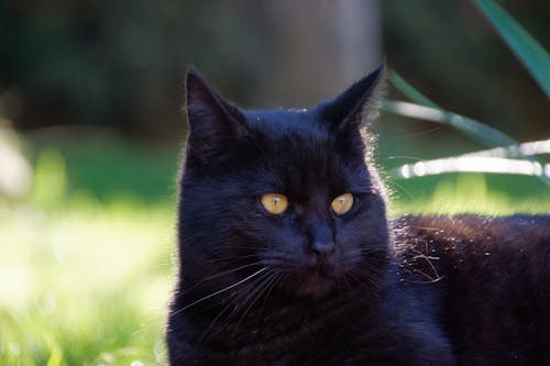 A black cat with yellow eyes sitting in the grass