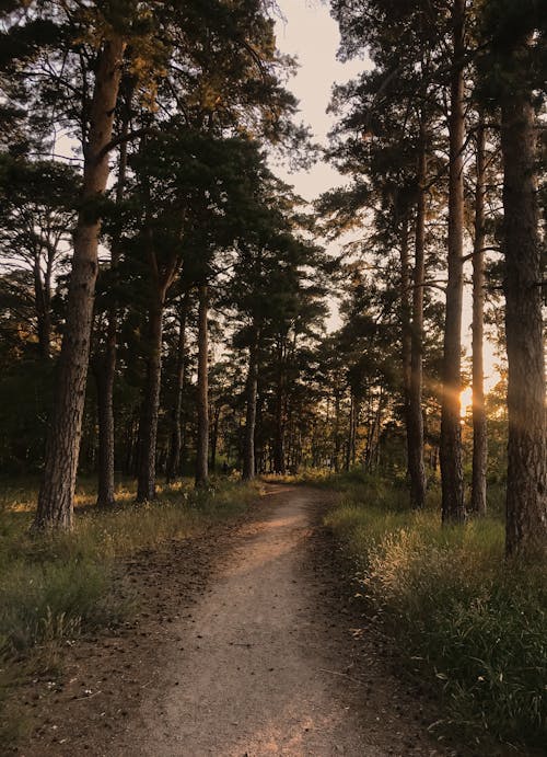 Photos gratuites de allées piétonnes, arbres, bois