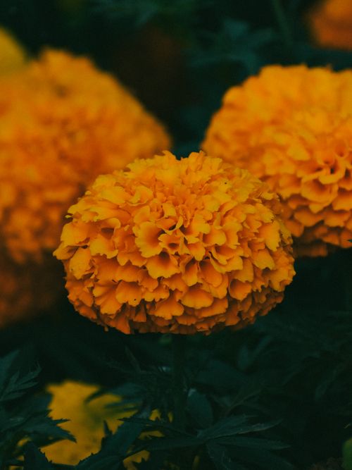Free Bright yellow marigold flowers bloom in close-up, showcasing their vibrant color. Stock Photo