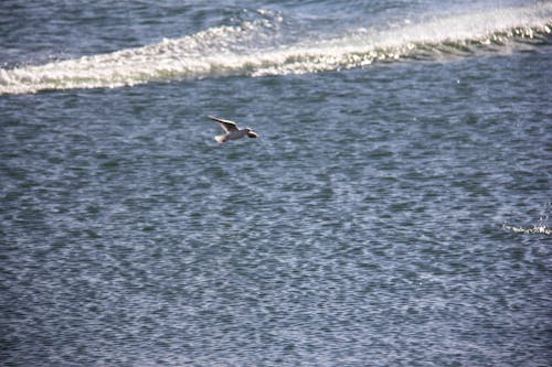 Seagull is flying in west of tehran (Chitgar Lake), IRAN