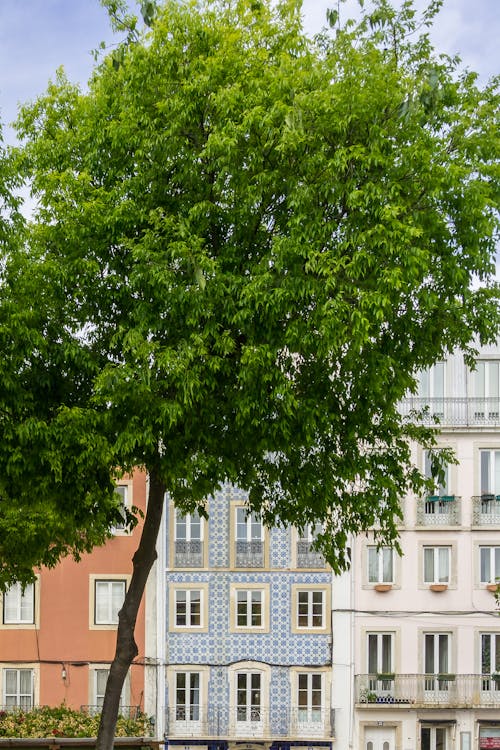 A tree in front of a building with a green roof