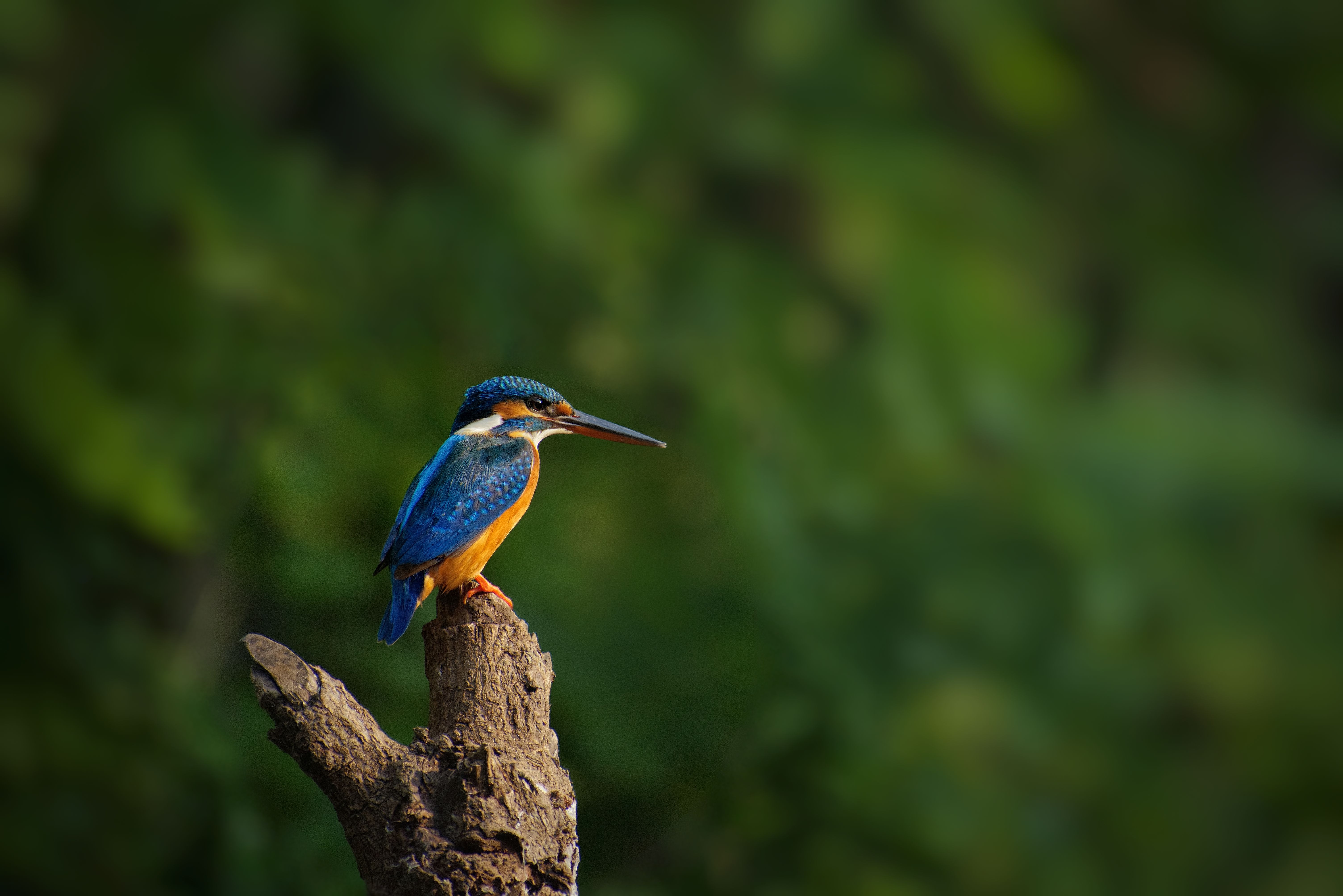Discovering Rajasthan's Hidden Avian Gems: A Birder's Guide Beyond the Usual