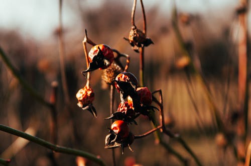 Gratis stockfoto met dieren in het wild, droog, fabriek