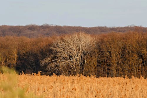 Gratis stockfoto met boomkronen, Bos, bruine bomen