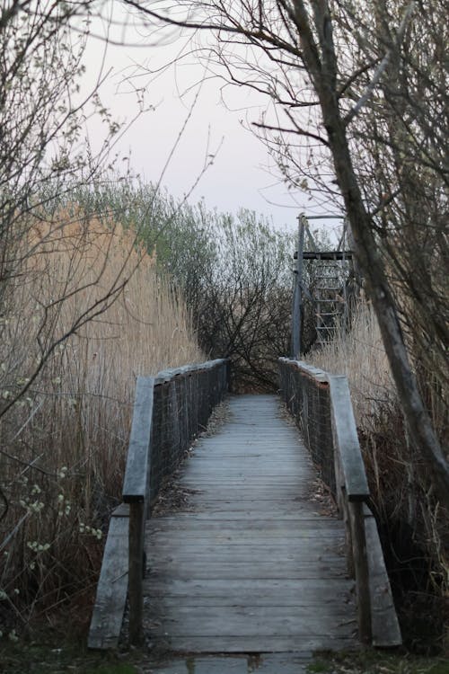 垂直ショット, 木, 木の橋の無料の写真素材