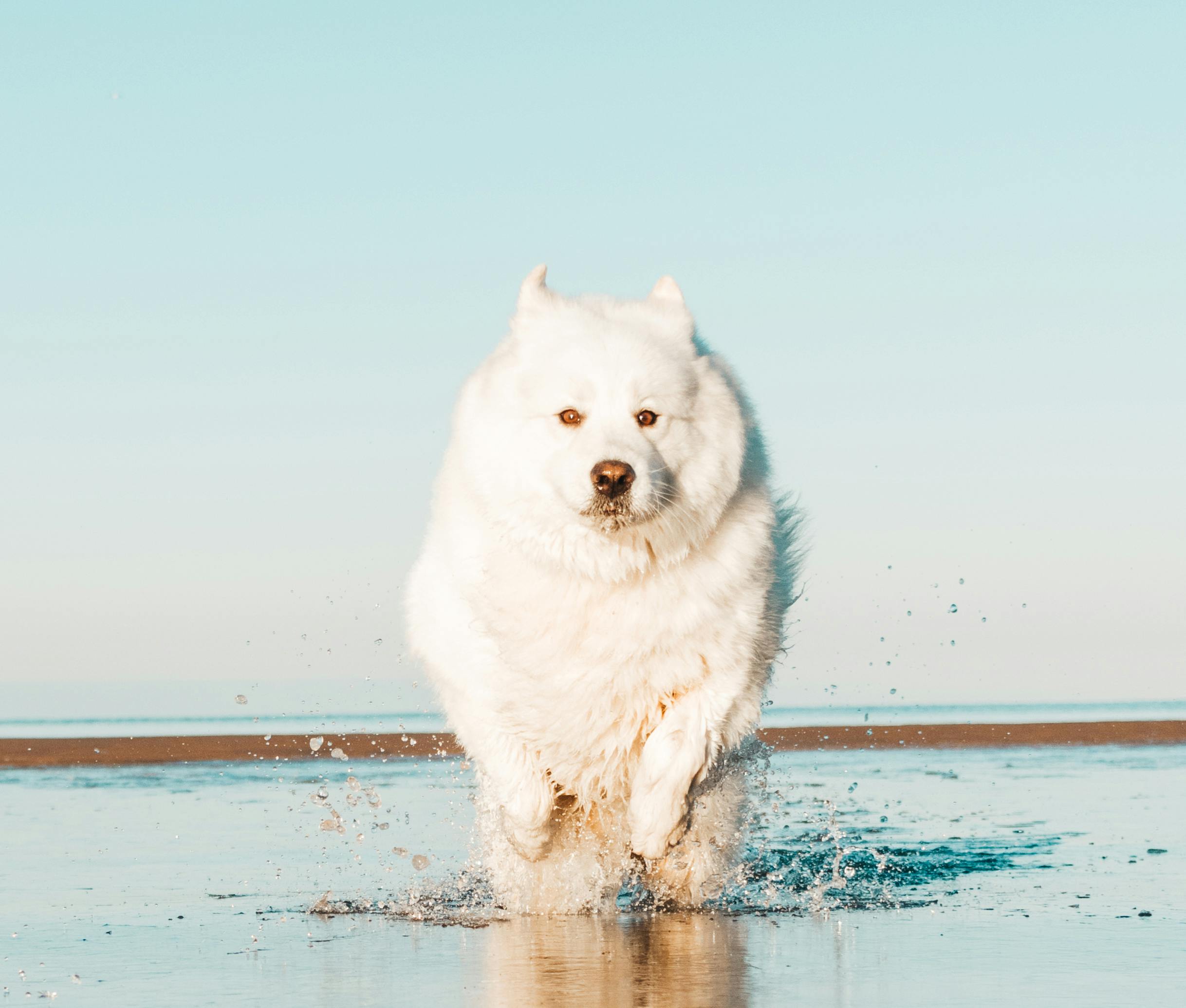 Uncovering the Samoyed Dog Origin: A Rich Breed History