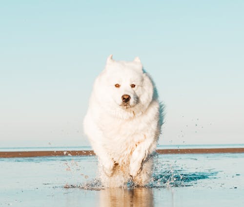 Photo of a Samoyed Running in the Water on a Shore