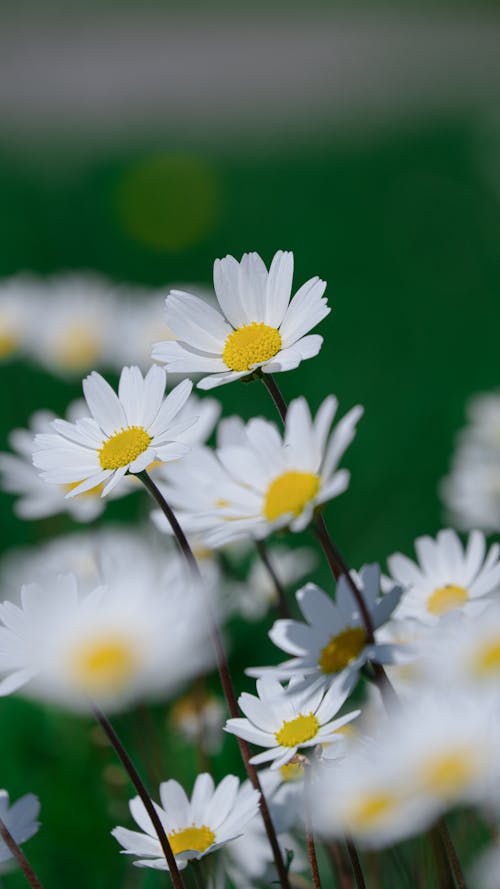 A close up of white daisies in a green field
